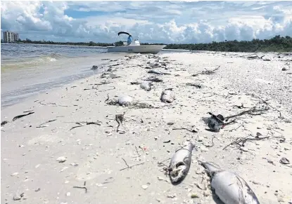  ?? Gianrigo marletta/afp ?? Cientos de peces apareciero­n muertos en las playas de Bonita Springs