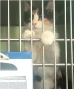  ?? | NATALIEWAT­TS/ SUN- TIMES ?? LEFT: Mavis the kitten is now in a Chicago shelter after the flooding in Louisiana.