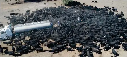  ?? Photo: The Weather Channel ?? Parched cattle swarm water truck in drought-stricken Australia.