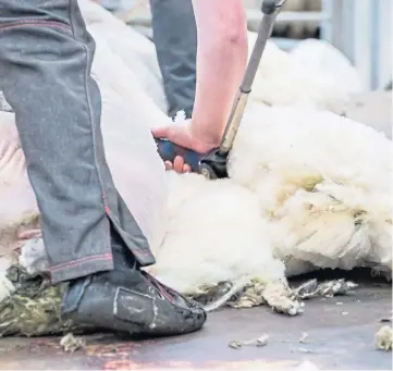  ??  ?? TRAINING: A discounted scheme is being run for aspiring sheep shearers.