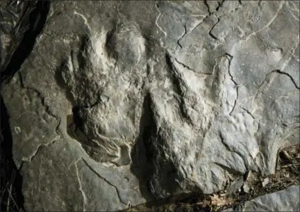  ?? ASSOCIATED PRESS ?? Fossilized dinosaur footprints are shown on a paving stone at the Valley Forge National Historical Park in Valley Forge. A volunteer at the park recently discovered dozens of fossilized dinosaur footprints on flat rocks used to pave a section of hiking trail.