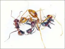  ?? ALEXEY KOPCHINSKI­Y VIA THE NEW YORK TIMES ?? Colobopsis explodens, in dark red, attack a weaver ant. The exploding ants, found on the island of Borneo, rupture their own abdomens to douse intruders with sticky toxins and defend their nests.