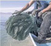  ??  ?? IN THE BAG: Fishermen pull up a bag with scallops in the Gulf of California.