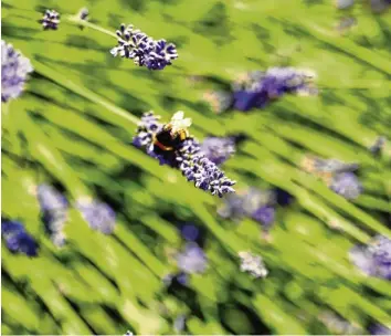  ??  ?? Menschen und Tiere sind im Garten der Familie Büttner willkommen. Auch Hummeln fühlen sich sichtlich wohl in den üppigen Lavendelst­auden.