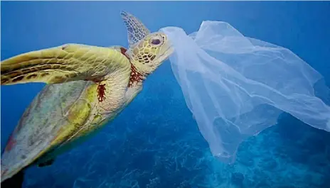  ?? TROY MAYNE ?? A turtle encounters a plastic bag.