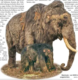  ?? GRAFIK: MUSEUM ?? Mammuts – vor 4000 Jahren ausgestorb­en.