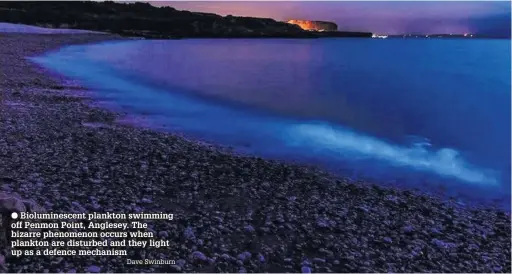  ?? Dave Swinburn ?? Biolumines­cent plankton swimming off Penmon Point, Anglesey. The bizarre phenomenon occurs when plankton are disturbed and they light up as a defence mechanism