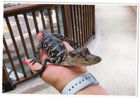  ?? Pictures: Contribute­d ?? SNAP TO IT: You can get up close and personal with baby alligators at the wildlife rescue centre at the Sabine waterway near Lake Charles.