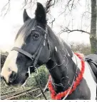  ?? Athwenna Irons ?? > Ollie all dressed up ready for his Christmas morning ride