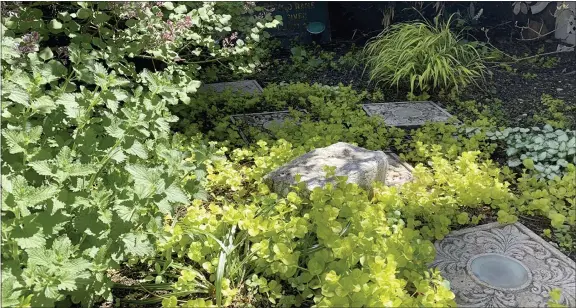  ?? (JESSICA DAMIANO VIA AP) ?? This image provided by Jessica Damiano shows the chartreuse foliage of Hakone grass and golden creeping Jenny brightenin­g a partly shady garden on May 13, 2021, in Glen Head, N.Y.