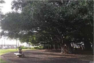  ??  ?? People looking at Lahaina’s banyan tree, rising 60 feet and covering nearly an acre in Lahaina, Maui, Hawaii.