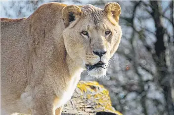  ?? ?? Rescue lion Boss was known as ‘the King of the Zoo’ by Five Sisters staff