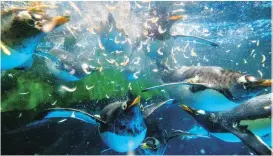  ??  ?? Gentoo penguins at the Ocean Park theme park in Hong Kong on Monday