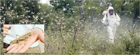  ??  ?? se está trabajando en aplicar un control biológico natural para erradicar al insecto e impedir que continúe su expansión