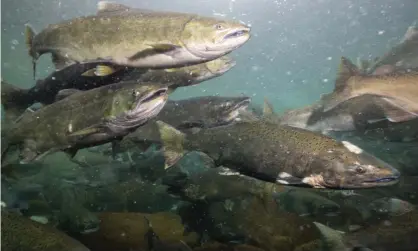  ?? ?? Salmon swimming in the river during the spawning season in British Columbia, Canada. Photograph: edb3_16/Getty Images/iStockphot­o