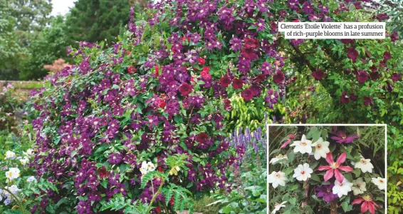  ??  ?? Clematis ‘Etoile Violette’ has a profusion of rich-purple blooms in late summer