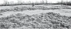  ?? Shannon Tompkins / Staff ?? “Rooting” by feral hogs searching for scarce late-winter forage not only results in significan­t economic losses but also triggers profound environmen­tal damage, decreasing diversity of native plants while encouragin­g the spread of other invasive species such as Chinese tallow trees.