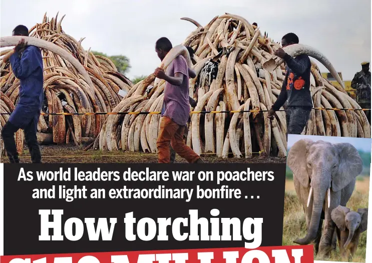  ??  ?? Symbolic: Thousands of tusks are piled up for burning tomorrow