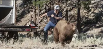  ?? JOHN AXTELL — NEVADA DEPARTMENT OF WILDLIFE VIA THE ASSOCIATED PRESS ?? Carl Lackey, a longtime Nevada Department of Wildlife biologist, and a dog named Rooster chase after a California black bear after it was captured and rereleased to the wild in the Carson Range southwest of Carson City, Nev., in 2013.