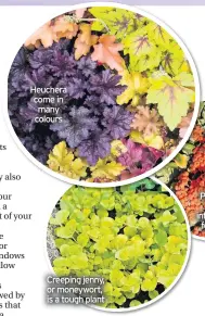  ??  ?? Heuchera come in many colours
Creeping jenny, or moneywort, is a tough plant