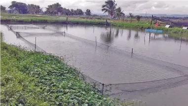  ??  ?? Dagiti iket nga adda iti abut ti pakaipupok­an dagiti agitlog a lames (breeder stocks).