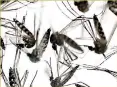  ??  ?? Aedes aegypti mosquitoes are vectors for the proliferat­ion of the Zika virus spreading throughout Latin America. Reuter file photo