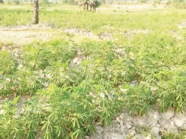  ?? ?? Dry season cassava farms in Gbako LGA of Niger State