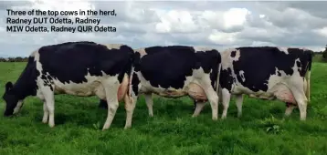  ??  ?? Three of the top cows in the herd, Radney DUT Odetta, Radney MIW Odetta, Radney QUR Odetta