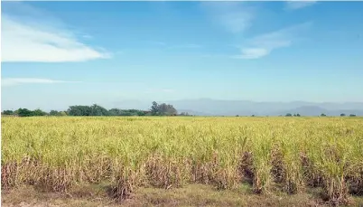  ??  ?? La base. Una parte central del proceso fue recuperar la capacidad productiva de los cañaverale­s de La Esperanza.