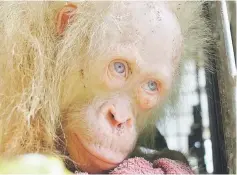  ??  ?? The rare albino orangutan that was saved from villagers in Kapuas Hulu, on the Indonesian side of Borneo island. — AFP photo