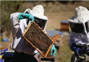  ?? The Associated Press ?? ■ Adriana Veliz, left, and Lucy Millan search for the queen bee from their most recent rescue Tuesday in Xochimilco, Mexico. The pair are part of Abeja Negra SOS, a group of mostly women working, hive-byhive, to relocate bees away from Mexico’s crowded capital city that would otherwise be exterminat­ed.