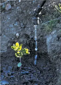  ??  ?? Top: Michael Chassé, a National Park Service biologist, and Crystal Dolis water Franciscan manzanita seedlings at the Presidio in San Francisco. The last of the rare Franciscan manzanita in the city can not reproduce without a mate, above.