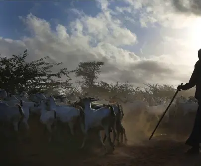  ??  ?? As the sun rises, a herder moves his goats out into the bush from the Dadaab refugee camp, which was created nearly 25 years ago. The Kenyan government often threatens to shut it down.