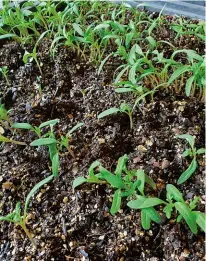  ??  ?? ABOVE Young tomato seedlings, first sowed in a tray in rows and later transplant­ed to individual seedling trays. RIGHT Black nebula carrot flowers, ripened on the stem for seed-saving.