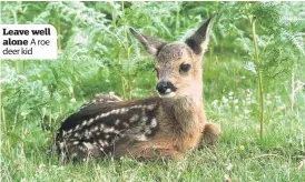  ??  ?? Leave well alone A roe deer kid