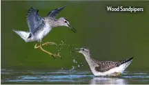  ??  ?? Wood Sandpipers