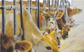  ?? Ricky Carioti, The Washington Post ?? Dairy cows feed at Hedgebrook Farm inWinchest­er, Va., where a cow-sharing programope­rated by Kitty Hockman-Nicholas gives the joint owners of the animals access to rawmilk.