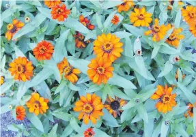  ??  ?? Stored in cool, dry, dark conditions, seeds for zinnia will remain in viable condition for five years. The low-growing Profusion varieties form carpets of colour all summer.