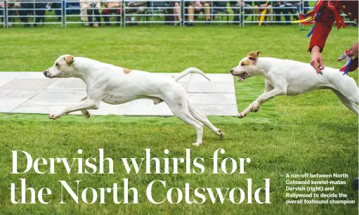  ??  ?? A run-off between North Cotswold kennel-mates Dervish (right) and Rallywood to decide the overall foxhound champion