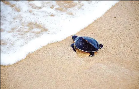  ?? AFP ?? A green baby turtle makes its way to the ocean on Indonesia’s resort island of Bali, Indonesia. Keeping the ocean plastic-free will depend on policies that promote a circular economy approach.