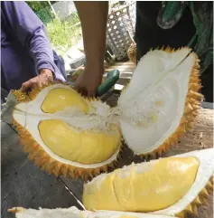  ??  ?? A taste of local durians with its thick and delicious content.