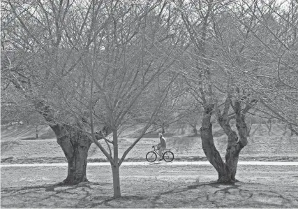  ?? BARBARA J. PERENIC/COLUMBUS DISPATCH ?? A man rides a bicycle along the multiuse path past a grove of cherry trees along the Hocking River on Ohio University’s campus in Athens. The trees were given as a gift in 1979 by Chubu University, located in Kasugai, Japan, in honor of the university’s 175th anniversar­y.