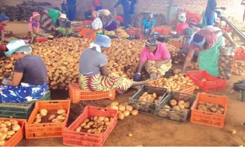  ??  ?? A group of women grades potatoes for packaging