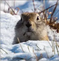  ?? Lethbridge Herald file photo by Ian Martens ?? A Richardson’s ground squirrel peeks out from its snow-covered burrow last February near the edge of a field on the north side of the city. Despite the seemingly early winter appearance, the critters are said to normally first pop above ground from hibernatio­n at this time of year. @IMartensHe­rald