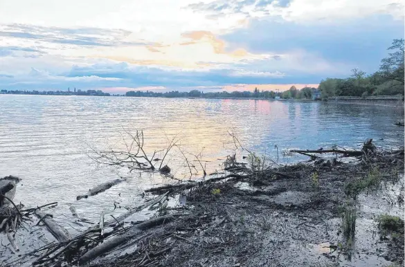  ?? FOTO: RONJA STRAUB ?? Der Pegel ist gestiegen. Das hat auch dafür gesorgt, dass mehr Treibholz angespült wurde, wie hier am Wäsen in Lindau-Zech.