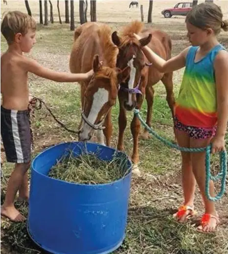  ?? PHOTO: CONTRIBUTE­D ?? NEW HOME: Hayden Borthwick (left) and his sister Holly Borthwick feed the new foals their family bought at the Laidley Horse Saleyards.