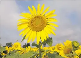  ?? PAT MCGRATH/OTTAWA CITIZEN ?? Sunflower seeds are slowly cold pressed, squeezing out less than 40 litres a day.