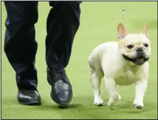  ?? MARY ALTAFFER — ASSOCIATED PRESS FILE ?? Winston, a French bulldog, competes during the
147th Westminste­r Kennel Club dog show on May 8in New York. Frenchies remain the United States’ most commonly registered purebred dogs last year, according to American Kennel Club.