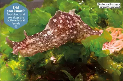  ??  ?? Sea hare with its eggs among the seaweed