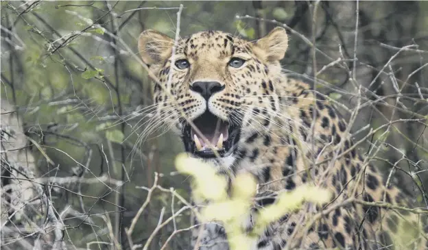  ??  ?? 0 Freddo, one of the Highland Wildlife Park’s Amur leopards, has recently become a father and his cub could be released to join just 100 left in the wild in Russia